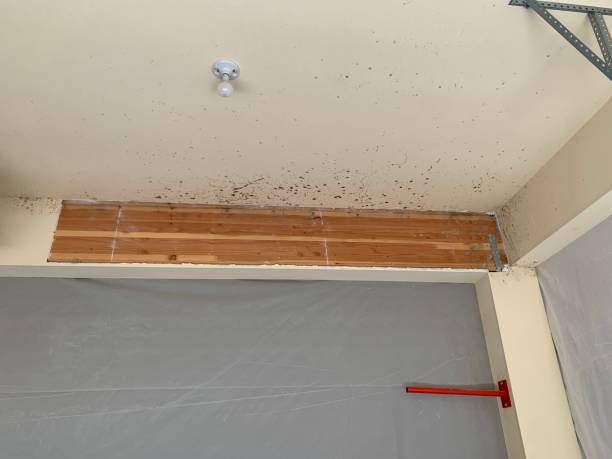 Best Biohazard Mold Removal  in Albany, TX