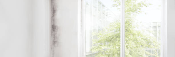 Best Mold Damage Restoration  in Albany, TX